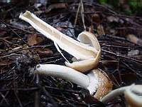 Unknown mushroom 6