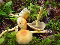 Unknown mushroom 7