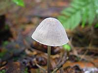 Unknown mushroom 8