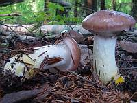 mycoweb.narod.ru/fungi/News/News_2003-07-02/Gomphidius_glutinosus_5.jpg