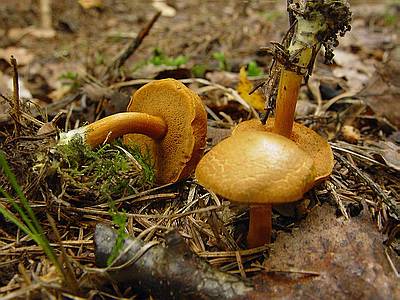 Перечный гриб (Suillus piperatus); Фото В.Степанова