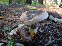 mycoweb.narod.ru/fungi/News/News_2003-09-07/Gomphidius_maculatus_1.jpg