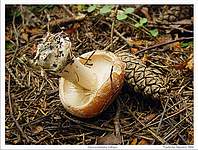 Белопаутинник луковичный (Leucocortinarius bulbiger); фото  В.Степанова