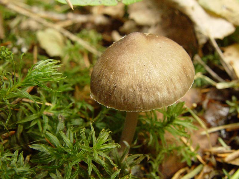 Осенние пластинчатые грибы съедобные (76 фото)