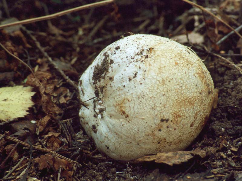 Phallus impudicus egg Автор фото: Вячеслав Степанов