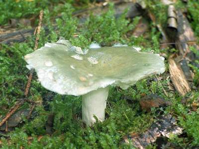 Russula_aeruginea_med.jpg