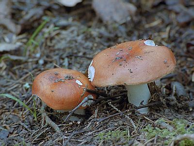 Russula_decolorans_med.jpg