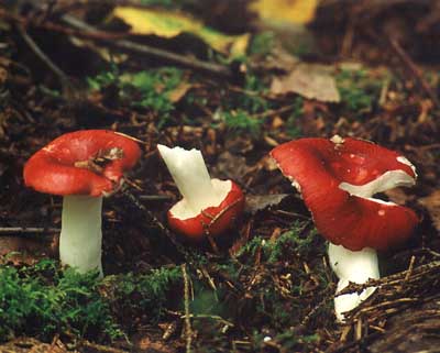 Russula_emetica_1_med.jpg