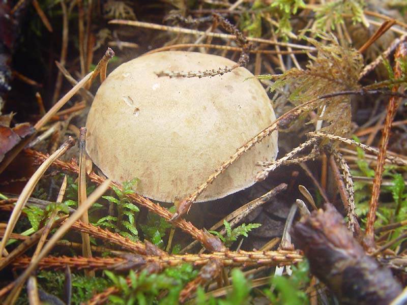 Желчный гриб (Tylopilus felleus) Автор фото: Вячеслав Степанов