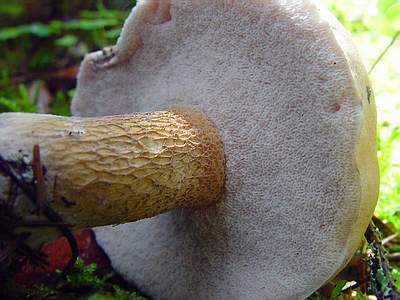Желчный гриб (Tylopilus felleus) фото В.Степанова