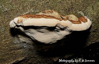 Трутовик плоский (Ganoderma applanatum); Фото Александра Зоммера
