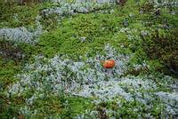 Leccinum aurantiacum; фото Марины Бруновой