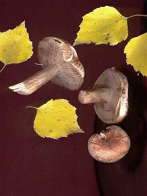 Гигрофор сыроежковый (Hygrophorus russula); Фото Евгения Тарасова