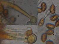 Galerina tibiicystis micro; фото Нины Филипповой
