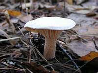 Неопознанный гриб 1; фото Александра Каханкова