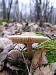 Неопознанный гриб 3; фото Александра Каханкова
