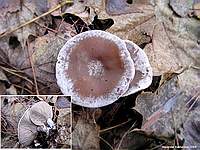 Неопознанный гриб 6; фото Александра Каханкова