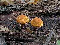 Неизвестный гриб; фото Александра Каханкова