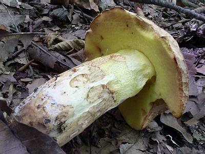 Полубелый гриб (Boletus impolitus); Фото Кирилла Быкова