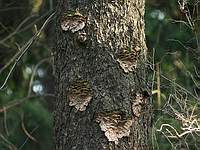 Еловая губка (Phellinus chrysoloma); Фото Владимира Капитонова