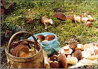 Валерий Кукин: Урожай грибов в Карелии