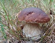 Boletus_edulis_1_LD_200408_small.jpg