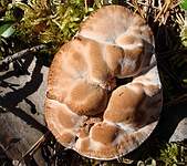 Бугристый гриб; фото Леонида Домбровского