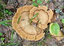 Древесный гриб; фото Леонида Домбровского