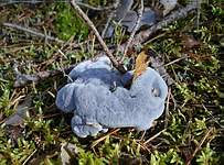 Синий гриб; фото Леонида Домбровского