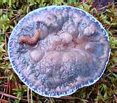 Слизень на синем грибе; фото Леонида Домбровского