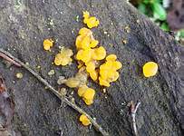 Желтые грибы; фото Леонида Домбровского