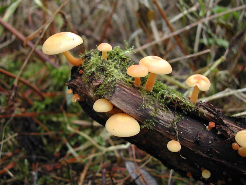 Рост грибов