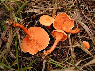 Говорушка оранжевая (Clitocybe aurantiaca); Фото Д.Песочинского