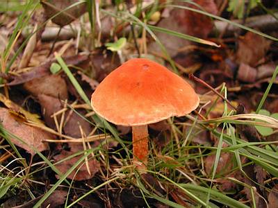Цистодерма красная  (Cystoderma cinnabarinum); Фото Д.Песочинского