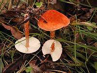 Цистодерма красная  (Cystoderma cinnabarinum); Фото Д.Песочинского