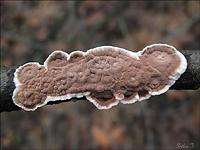 Cylindrobasidium evolvens - цилиндробазидиум разворачивающийся. Фото Татьяны Светловой (Москва), 5 декабря 2008 г.