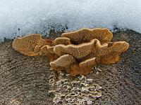 Gloeophyllum sepiarium - глеофиллум заборный (заборный трутовик, заборный гриб). Фото Владимира Капитонова (Ижевск, Удмуртия), 9 марта 2009 г.