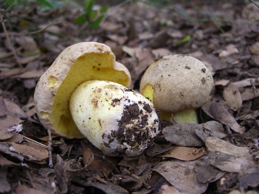 Полубелый гриб (Boletus impolitus) фотографии, видео и истории