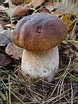 Белый гриб: найден в октябре. Фото Смирнова А