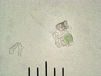 Cladonia fimbriata; фото Андрея Смирнова
