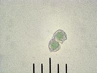 Cladonia fimbriata; фото Андрея Смирнова