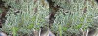 Лишайник Cladonia fimbriata. Прямая пара; фото Андрея Смирнова