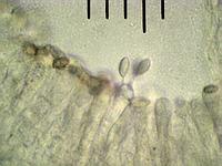 Ивишень (Clitopilus prunulus): базидии со спорами, х500, вода; Фото Смирнова А.