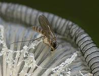 Грибной комарик (Mycetophila sp) на настоящем навознике (Coprinus cinereus); фото А.Е. Смирнова