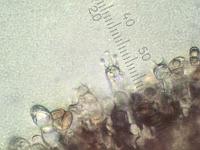 Паутинник камфарный (Cortinarius camphoratus): базидии со спорами, х500, вода;  Фото Смирнова А.