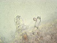 Паутинник камфарный (Cortinarius camphoratus): базидии со спорами, х500, вода;  Фото Смирнова А.
