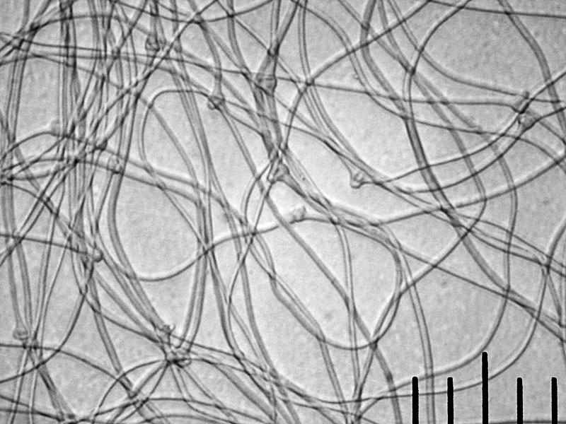 гифы клейкой мицелиальной нити, х400 Автор фото: Андрей Смирнов