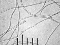 Узелки на мицелиальной нити Crucibulum laeve; х500; фото Андрея Смирнова