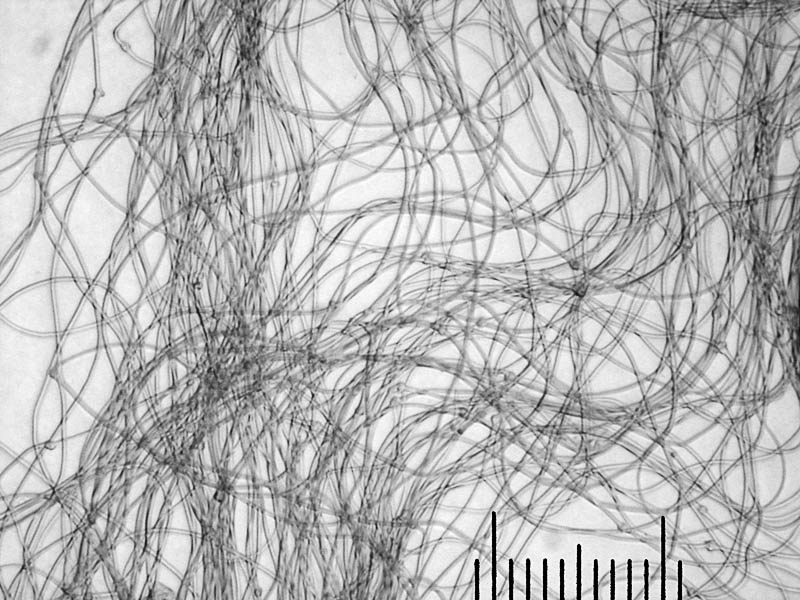гифы клейкой мицелиальной нити, х125 Автор фото: Андрей Смирнов