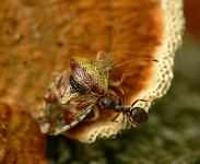 Ты кто? – спросил муравей (Formica sp) у щитника ягодного (Elasmucha grisea). Почему не спрятался? Фото А.Е. Смирнова